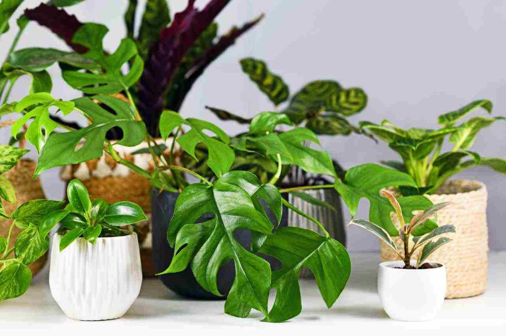 piante che depurano aria in casa