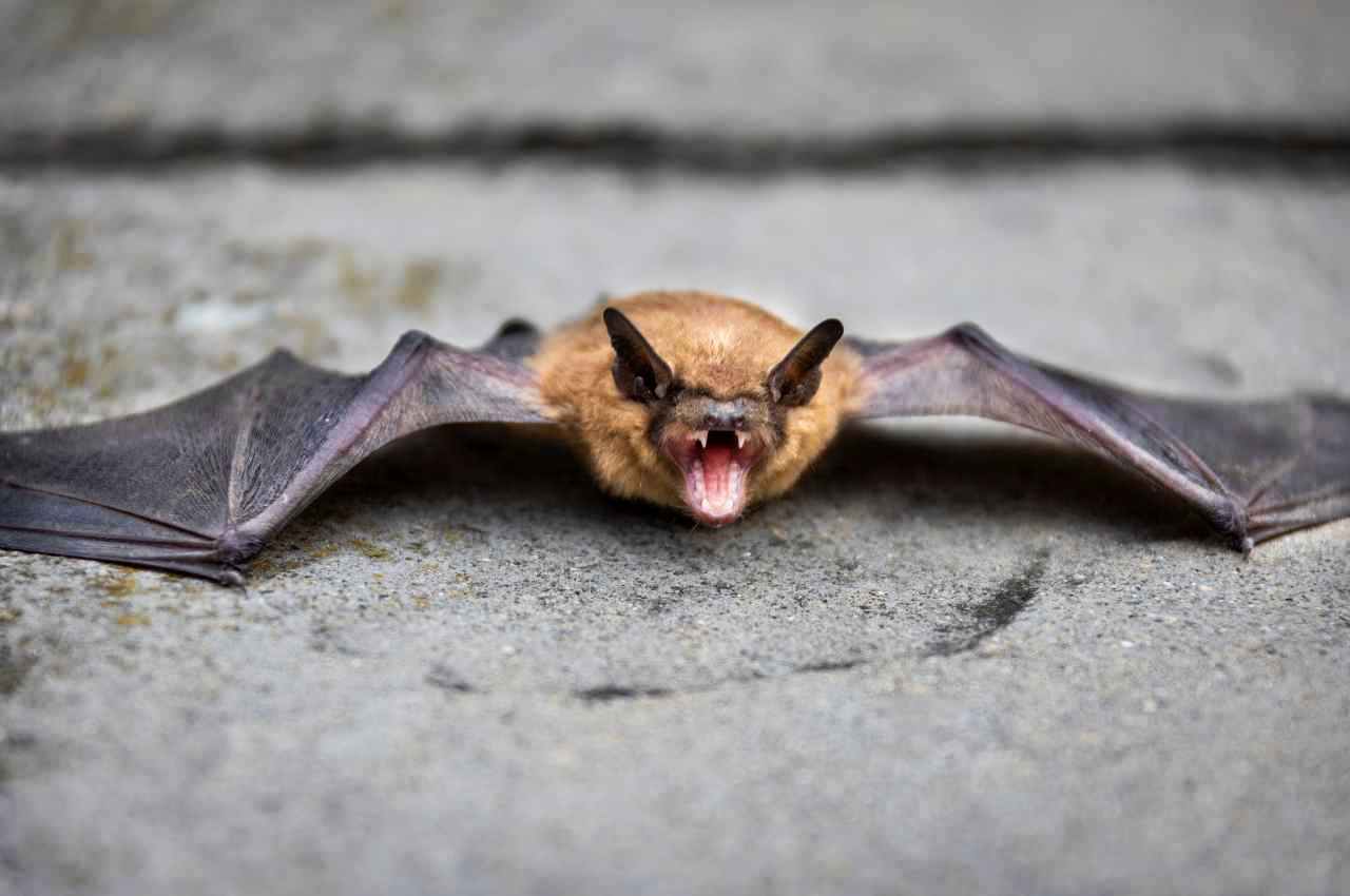 Pipistrelli europei nuovi virus