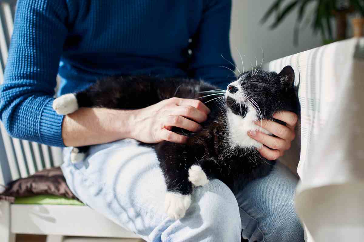 Gatto dorme sugli umani: ecco perché