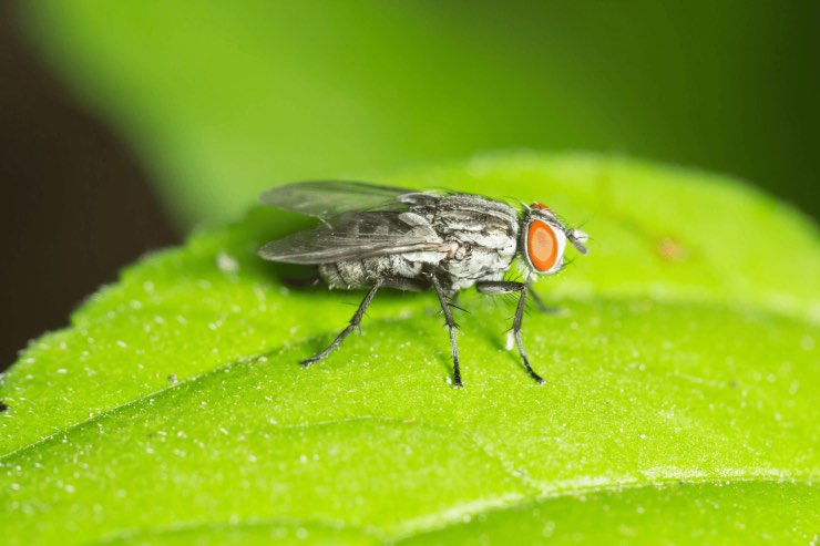 Ecco alcuni rimedi naturali per allontanare le mosche
