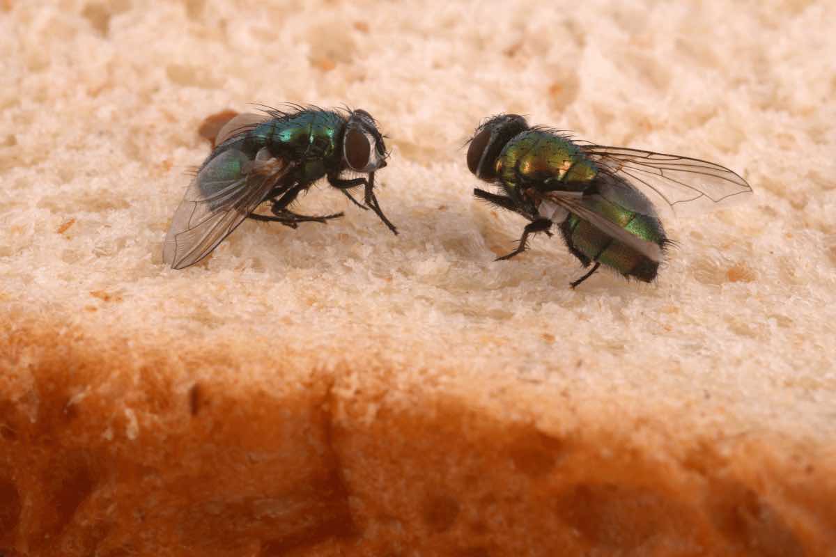 Ecco alcuni rimedi naturali per allontanare le mosche