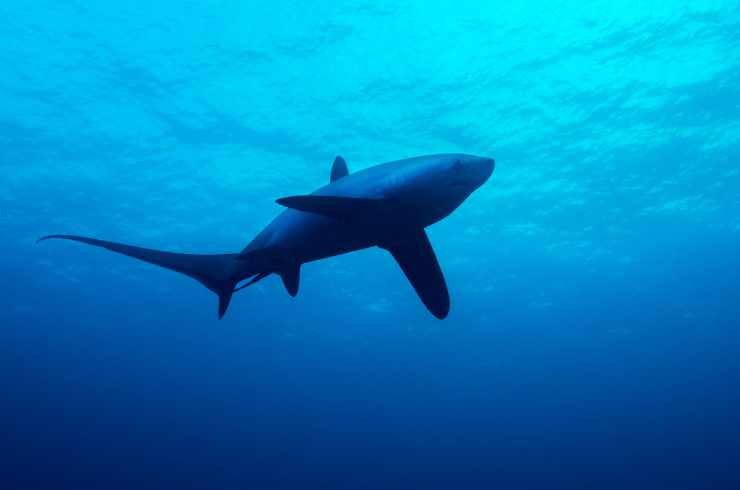 Italia, squalo avvistato a pochi metri dalla riva