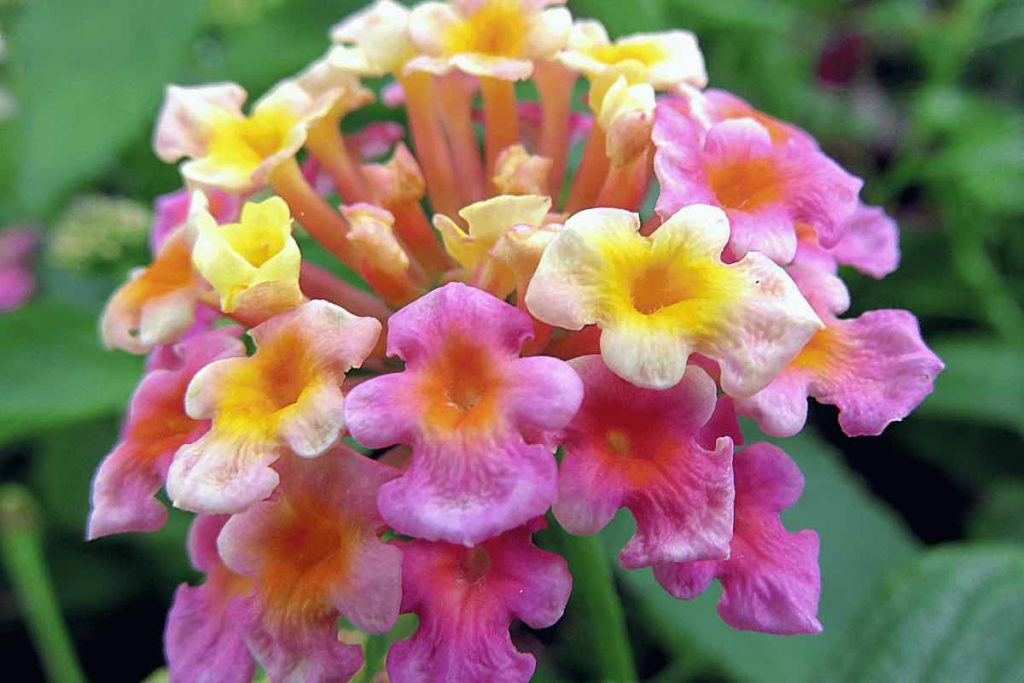 La lantana può essere un ottimo repellente contro le zanzare