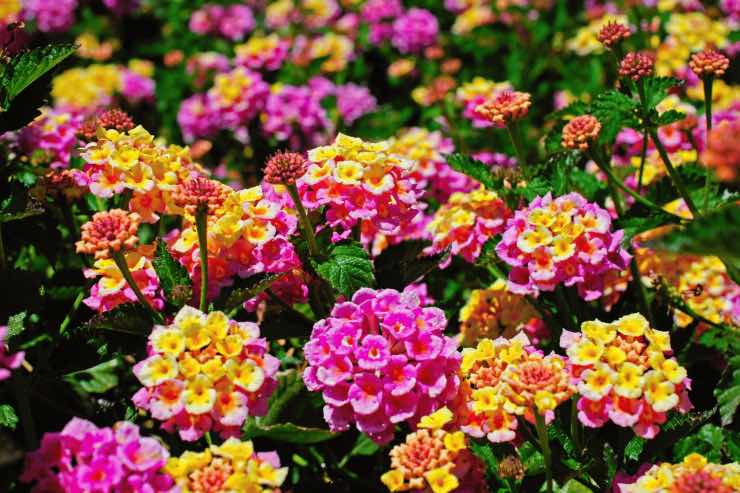 La lantana può essere un ottimo repellente contro le zanzare