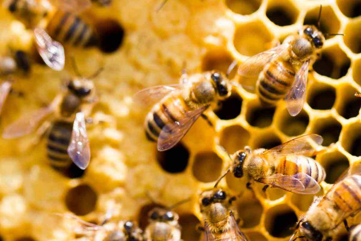 quanto guadagna un apicoltore