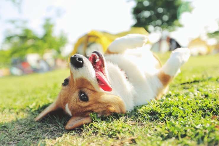 Se il tuo cane si comporta in questo modo vuol dire che ha bisogno di attenzioni