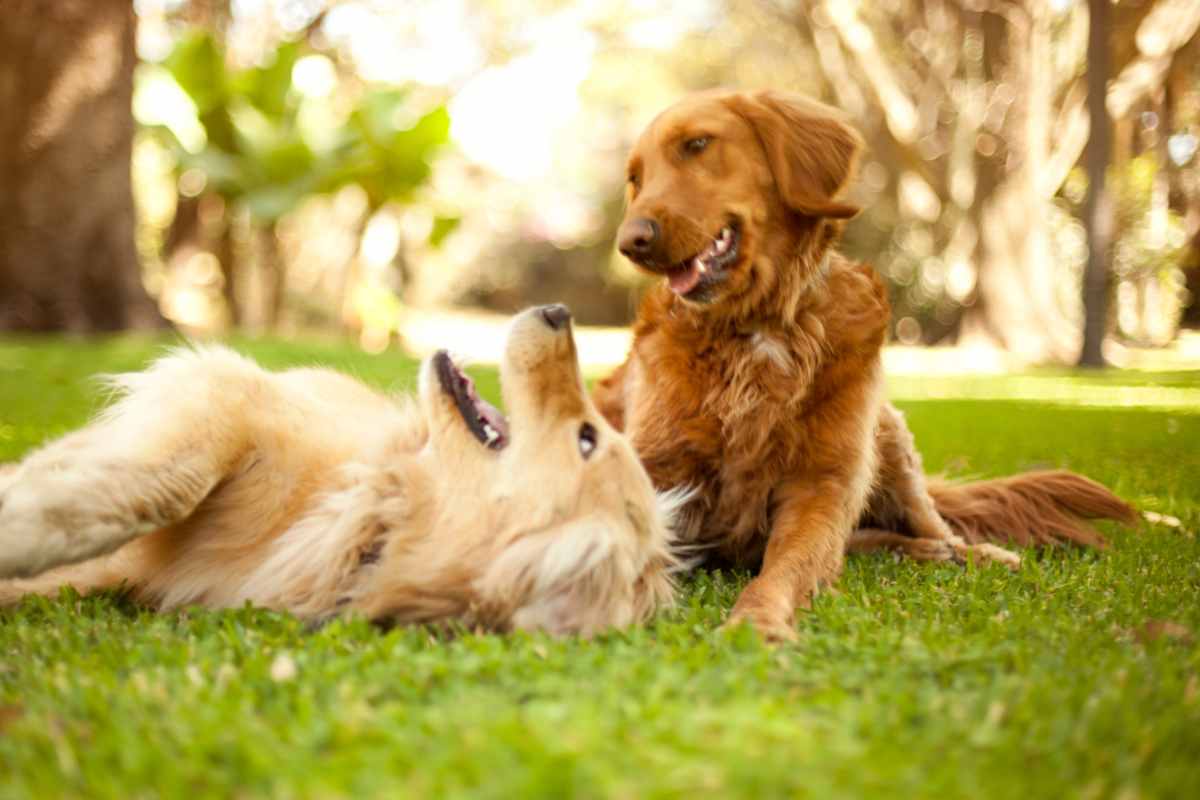 Coda cani lesionata: cause e rimedi