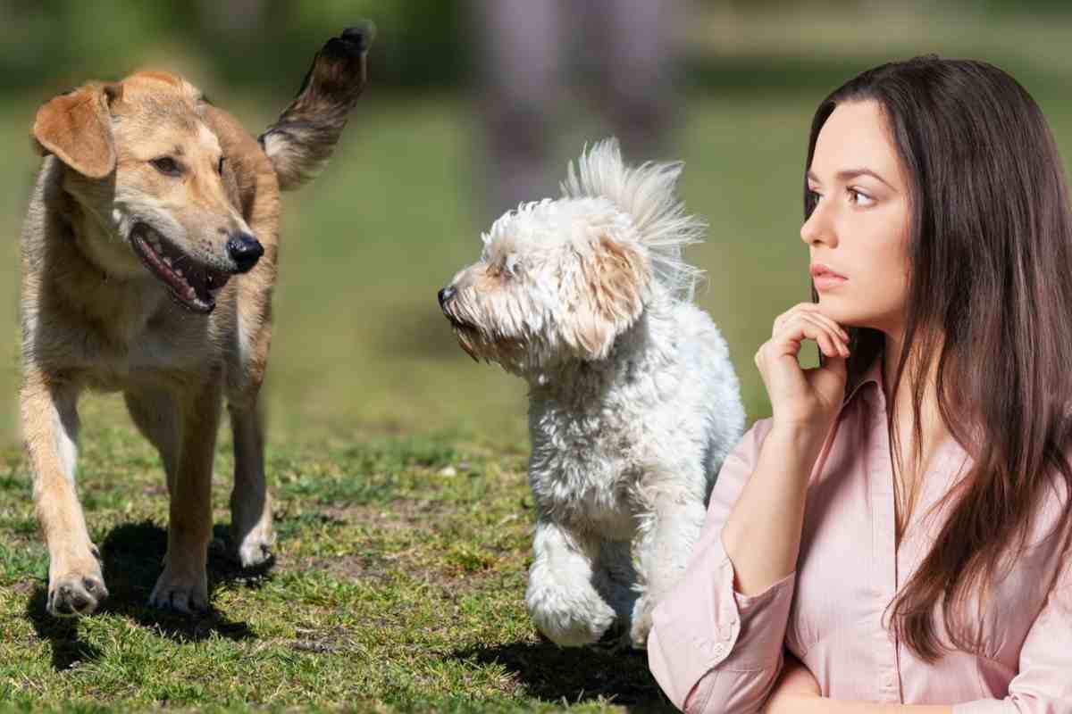 Coda cani lesionata: come capirlo