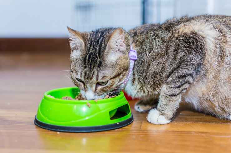 Gatti, è questo il miglior cibo da acquistare al supermercato: la classifica