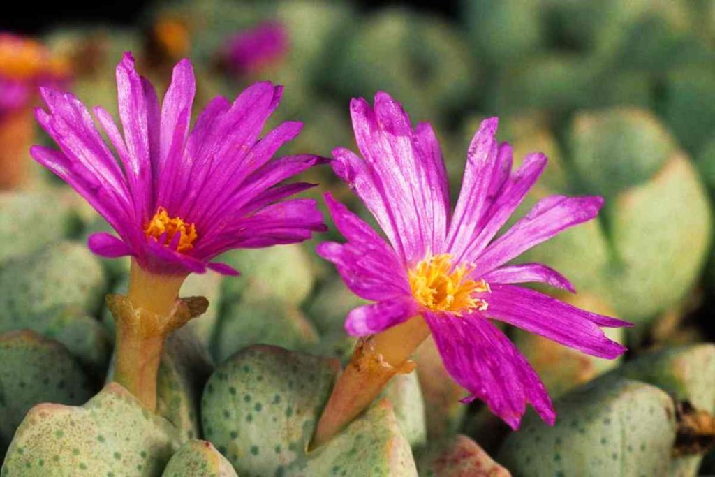 specie di pianta grassa che fa i fiori