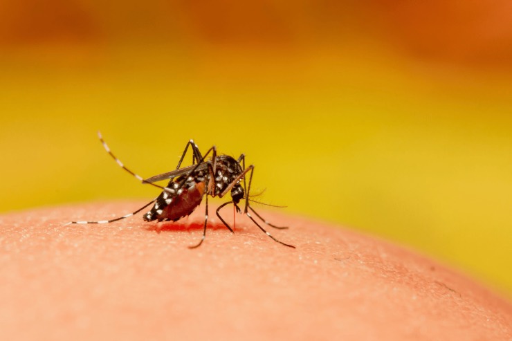 West Nile: ecco le ultime notizie