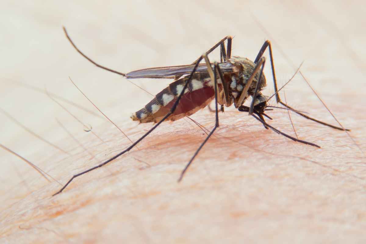Zanzare, perché pungono proprio te e non un altro: motivi inaspettati