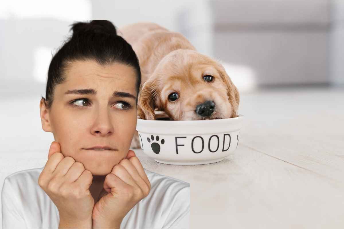 20 alimenti presenti in tutte le case letali per i cani: non deve assolutamente mangiarli 
