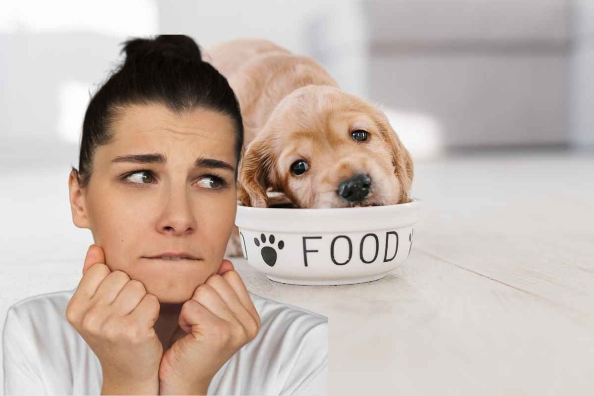 20 alimenti letali per cani