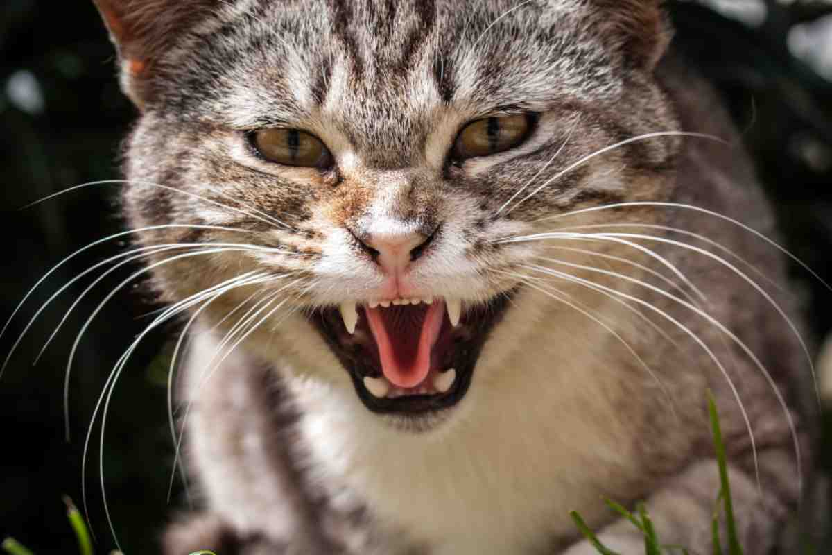 Quali sono i gatti più aggressivi? La classifica toglie ogni dubbio, queste sono le razze più violente 