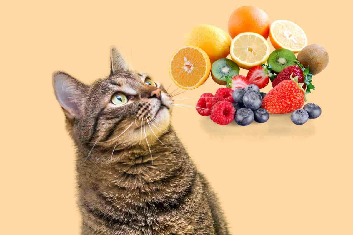 Gatti quale frutta possono mangiare