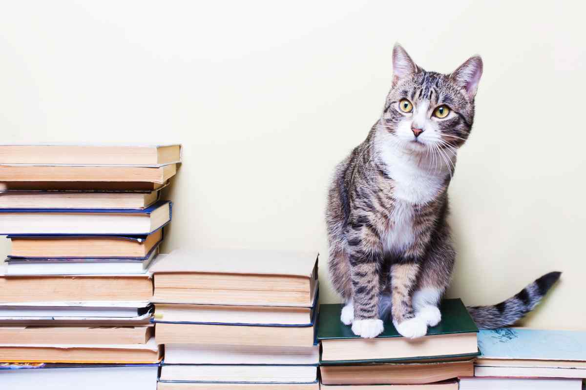 Il gatto si siede sui libri o giornali per un motivo ben preciso ed è incredibile 