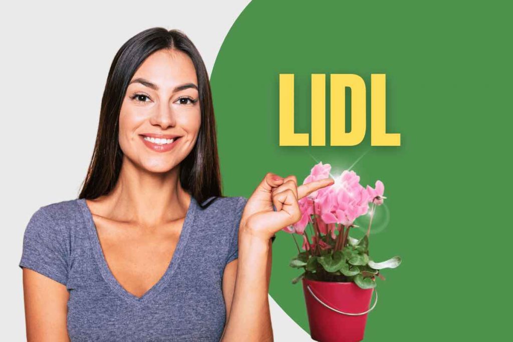LIDL, offerta settimanale imperdibile: queste piante costano pochissimo