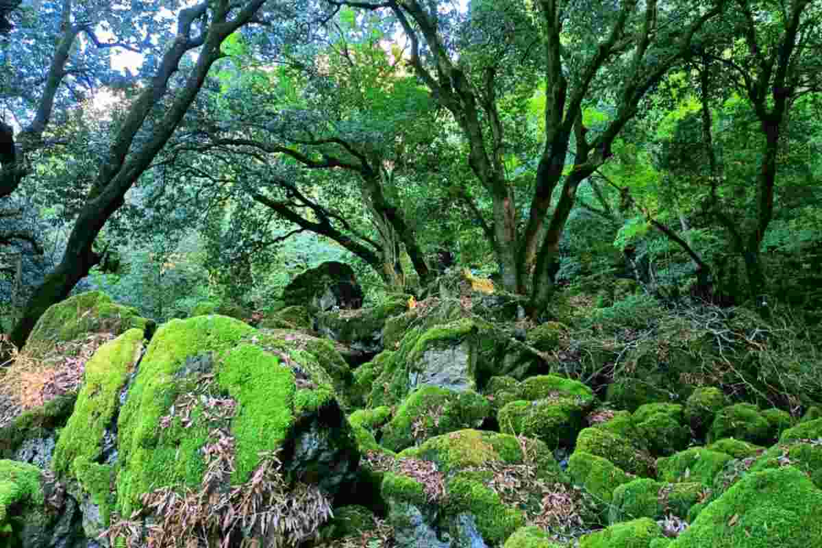 Bosco delle Favole: il Sasseto