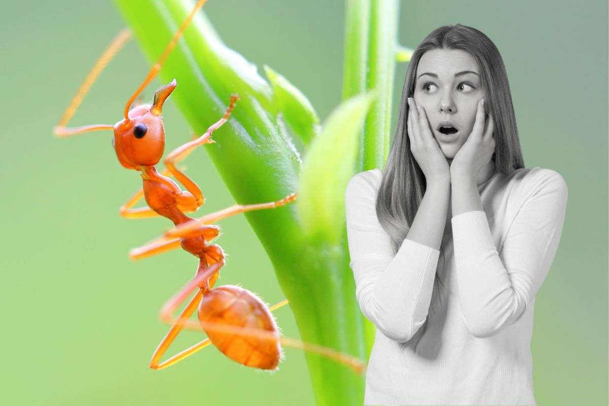 formiche rosse invasive e dannose 