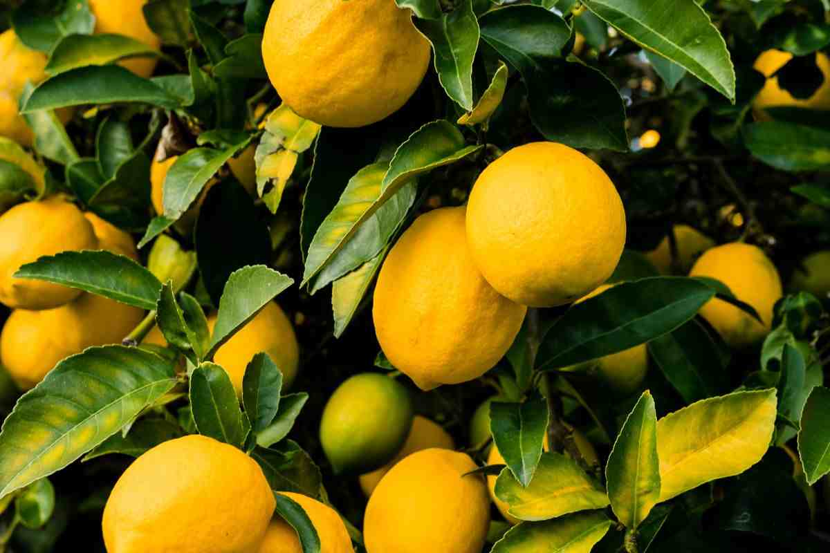 Come coltivare una pianta di limone in vaso e ottenere limoni succosi  --- (Fonte immagine: https://www.informazioneoggi.it/wp-content/uploads/2023/09/limoni-114092023-InformazioneOggi.it_.jpg)