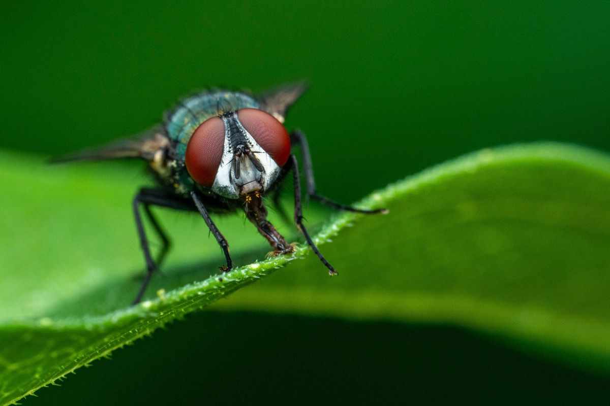 Come prendersi cura delle proprie piante