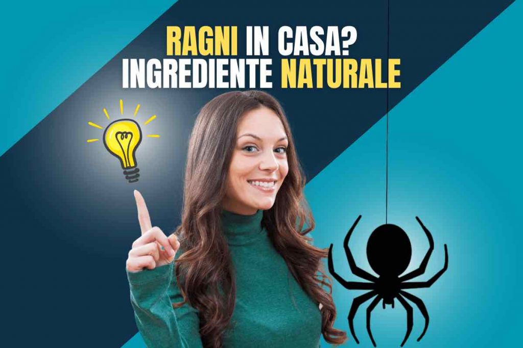 Come tener lontani i ragni da casa con l'ingrediente naturale: qual è e dettagli