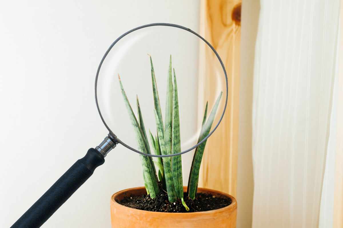 La planta sansevieria (planta purificadora del aire) tiene las puntas secas, ¿qué haces para evitar que se marchite?