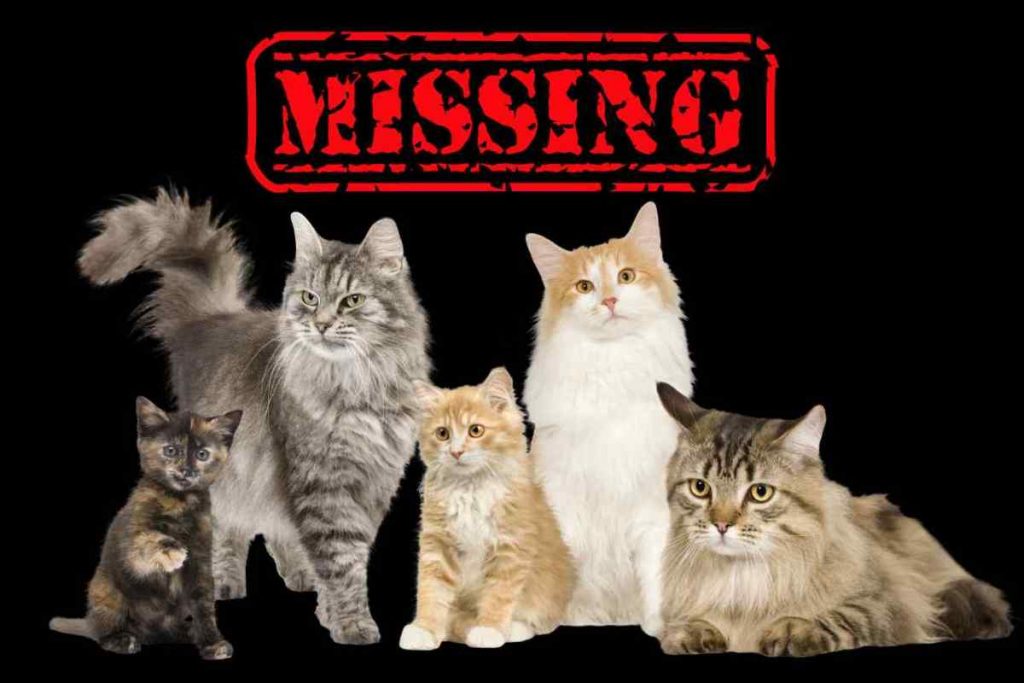 serial killer gatti scomparsi