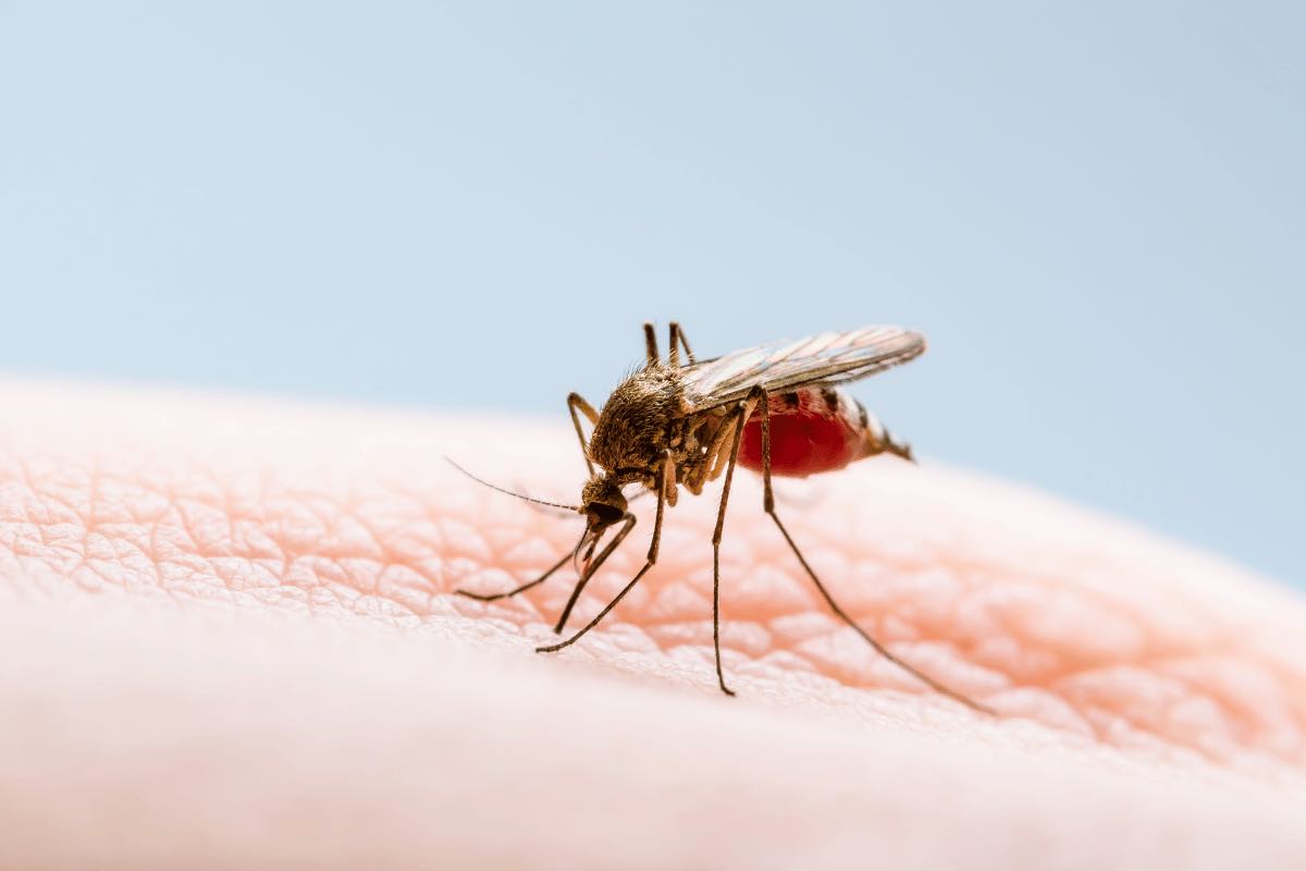 Vuoi allontanare le zanzare? Prova questo metodo