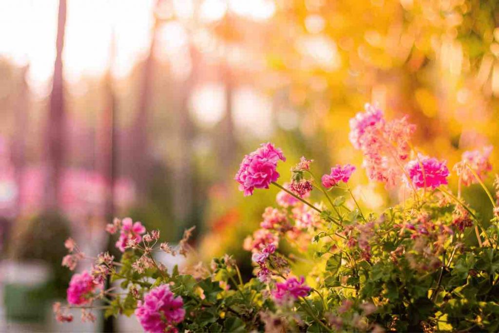 Ecco come preparare il giardino per l'inverno