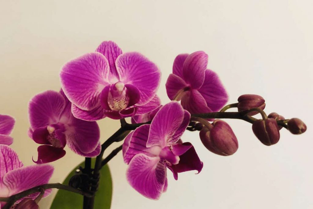 Ecco come avere orchidee meravigliose anche d'inverno