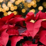 Se vuoi regalare una pianta a Natale può scegliere tra queste