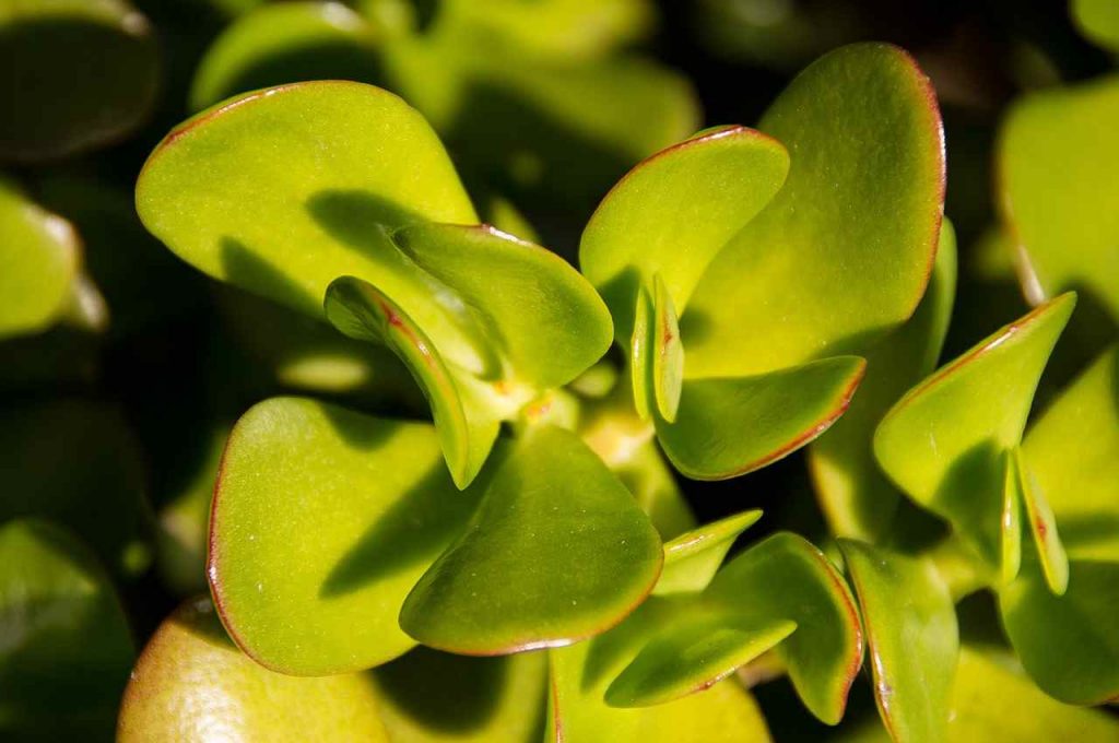 I benefici dell'albero di giada