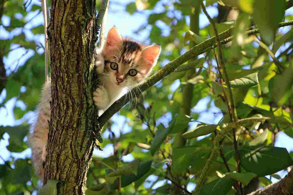 Bonus animali domestici