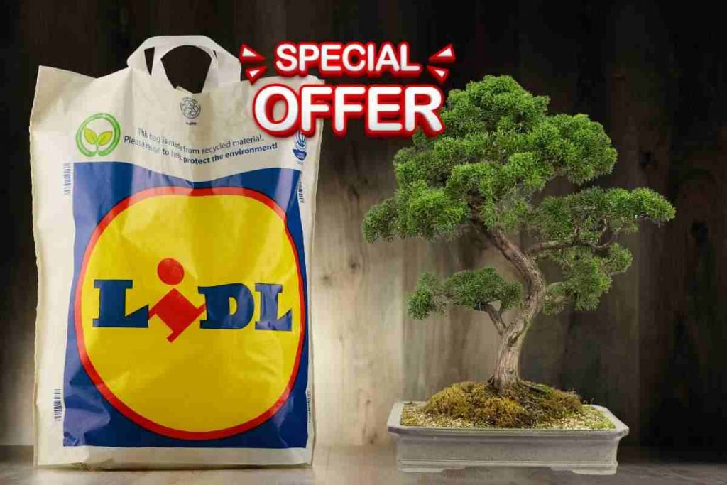 volantino lidl offerte