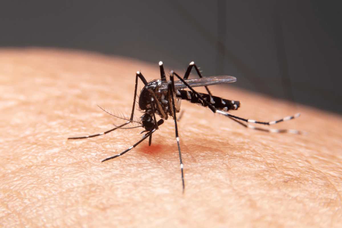 Dengue: ecco i sintomi e come riconoscerla