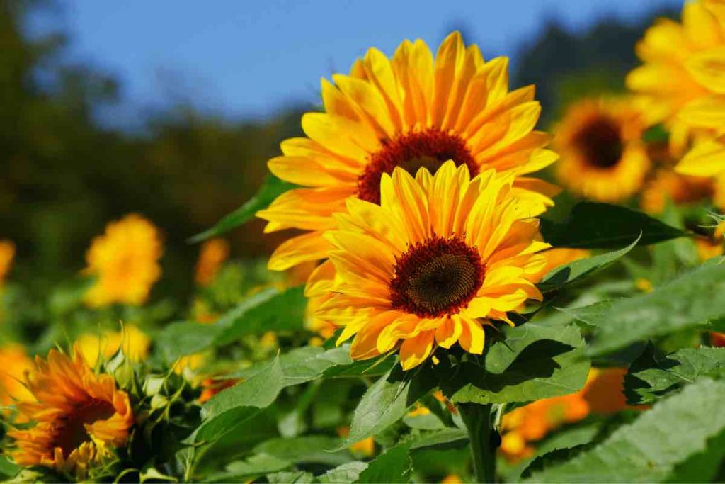 Ecco come seminare e curare i girasoli