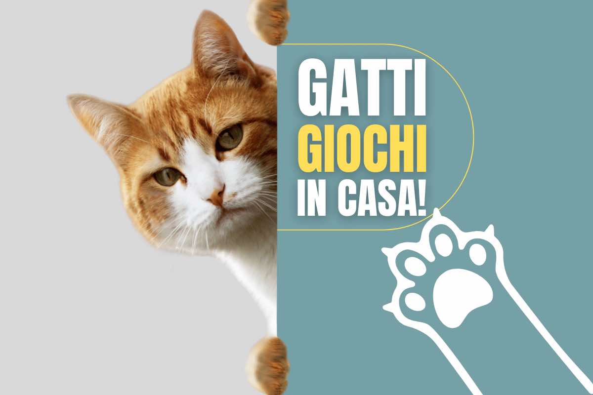 Giochi in casa per gatti