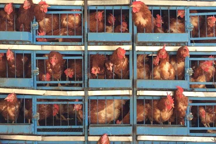 Galline in gabbia