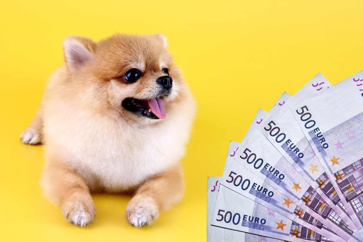 Cane con banconote da 500 euro