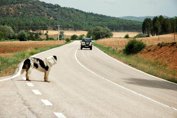 Cane abbandonato in autostrada