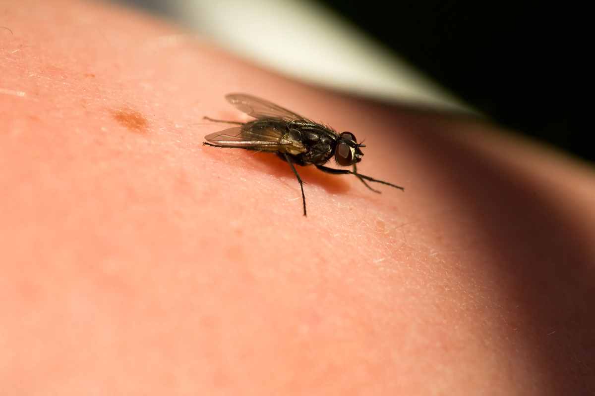 mosca su un braccio