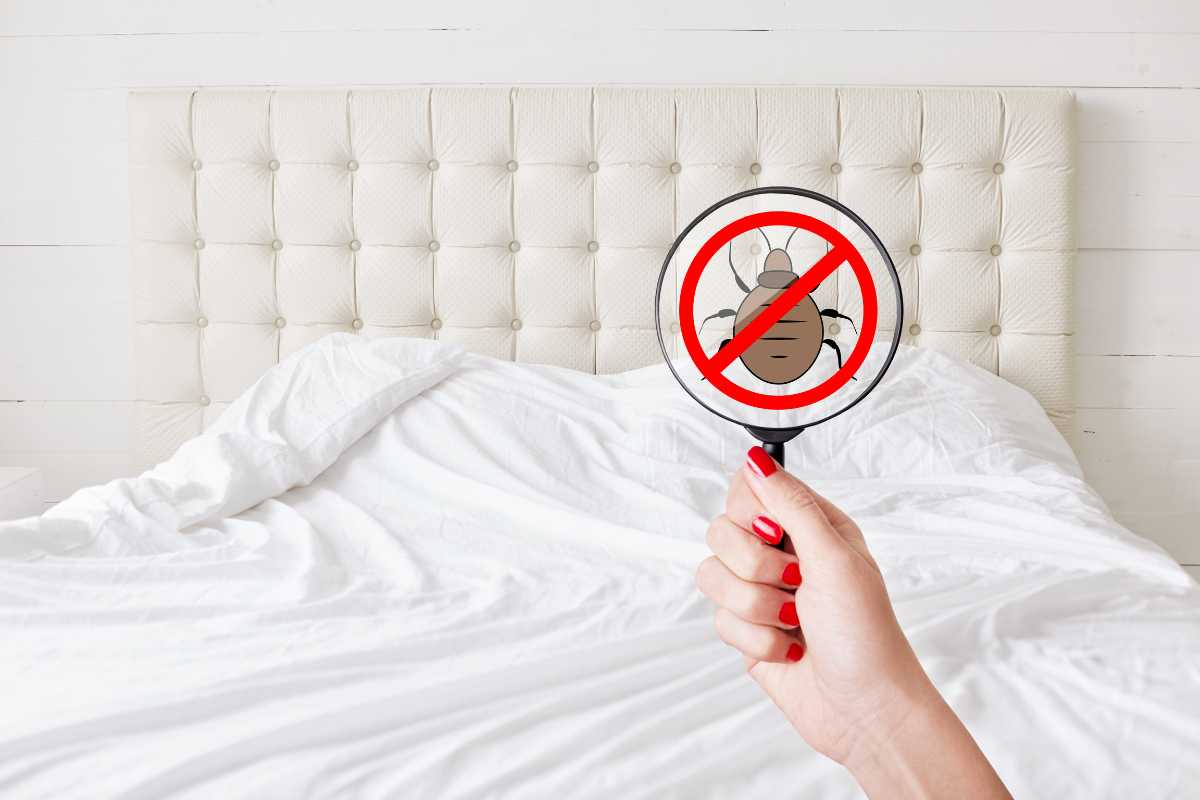 Cimice sul letto