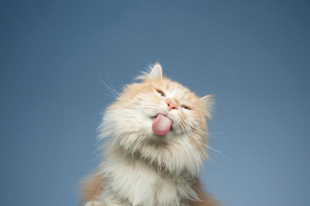 Gatto avana
