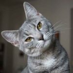 Gatto grigio
