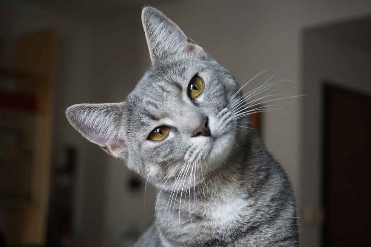 Gatto grigio 
