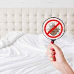 Cimice nella lente di ingradimento