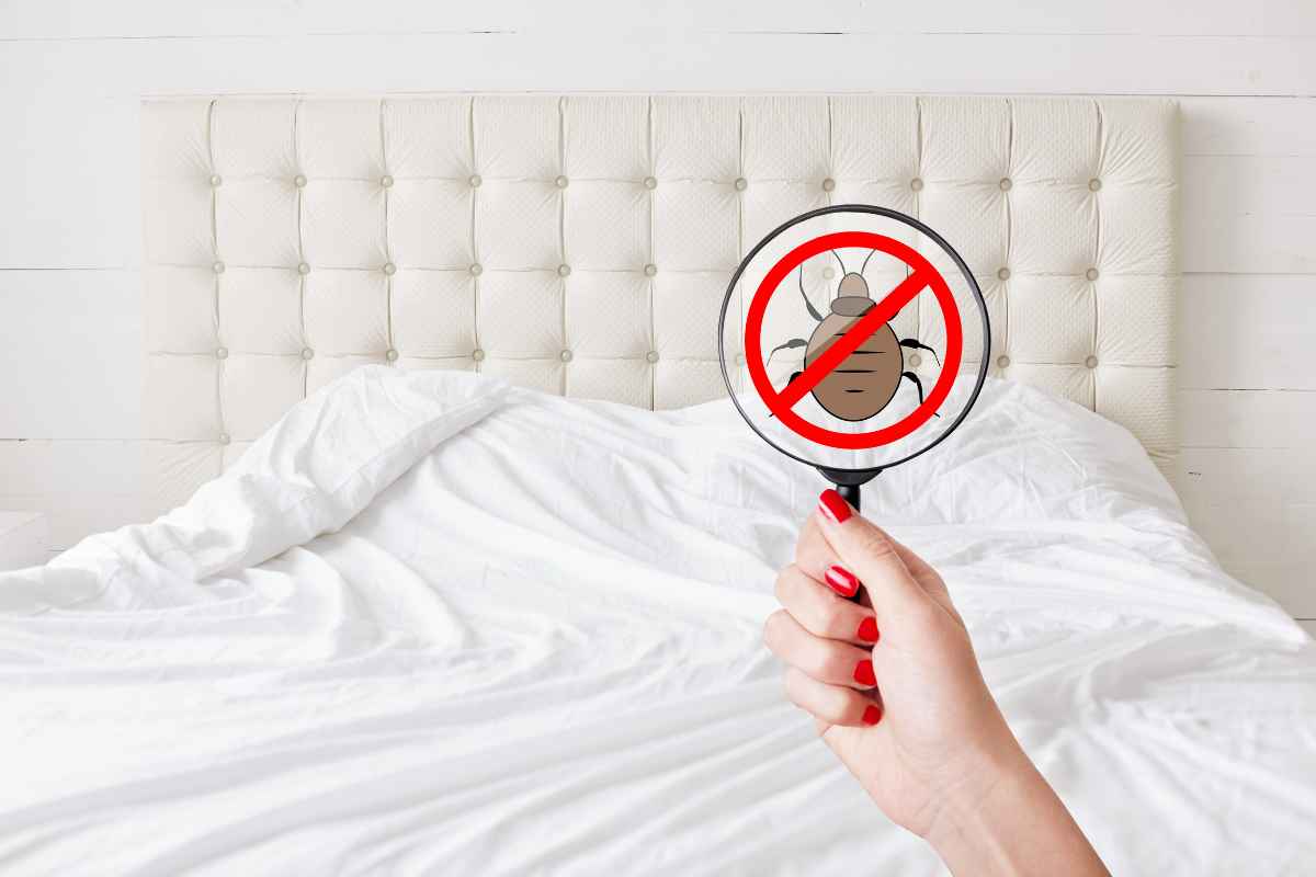 Cimice nella lente di ingradimento