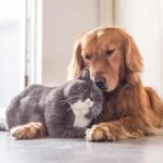 gatto e cane